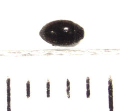 Scymnus blackburni