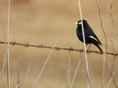 Hymenops perspicillatus