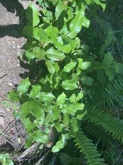 Mycosphaerella chimaphilae