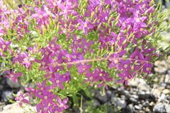 Zeltnera beyrichii