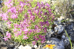 Zeltnera beyrichii