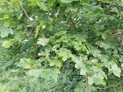 Acer platanoides