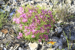 Zeltnera beyrichii