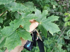 Acer platanoides