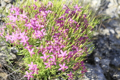 Zeltnera beyrichii