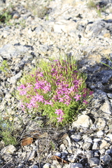 Zeltnera beyrichii