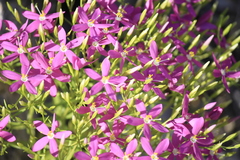 Zeltnera beyrichii