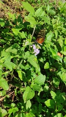 Dircenna olyras relata