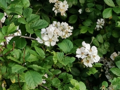 Rosa multiflora