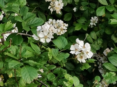 Rosa multiflora