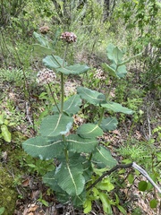 Asclepias otarioides
