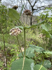 Asclepias otarioides