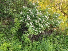 Rosa multiflora