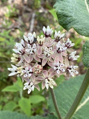 Asclepias otarioides