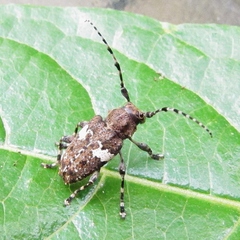 Aegomorphus quadrigibbus