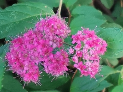 Spiraea japonica