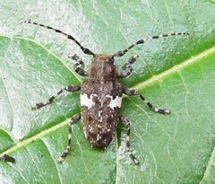 Aegomorphus quadrigibbus