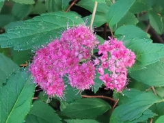 Spiraea japonica