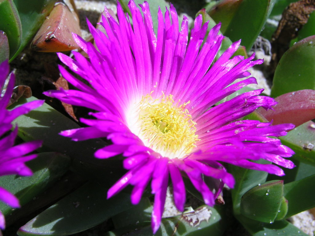 Angular Seafig (Edible Plants of Sydney) · iNaturalist