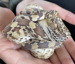 Pituophis catenifer