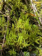 Sarmentypnum exannulatum