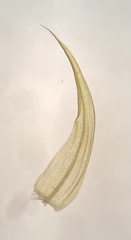 Sarmentypnum exannulatum