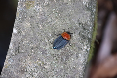 Necrophila brunnicollis