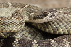 Crotalus oreganus oreganus