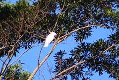 Cacatua alba