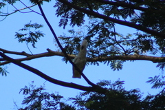 Cacatua alba