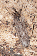 Scoparia indistinctalis