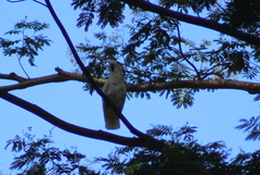 Cacatua alba