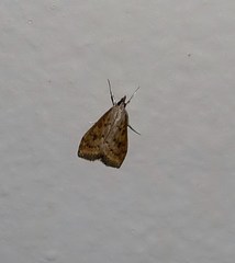 Diasemia monostigma
