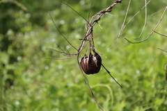 Aristolochia contorta