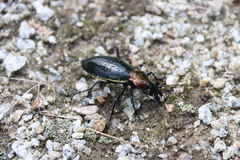 Carabus jankowskii
