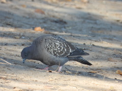 Patagioenas maculosa