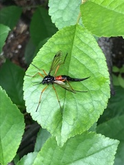 Tanyptera