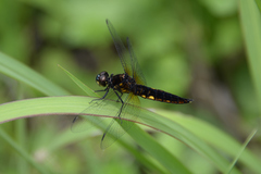 Lyriothemis pachygastra