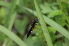 Lyriothemis pachygastra