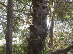 Zanthoxylum caribaeum