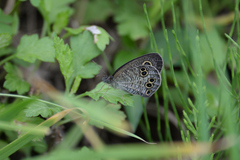 Ypthima argus