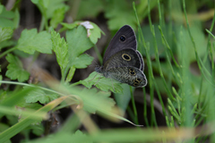 Ypthima argus