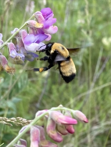 Nevada Bumble Bee