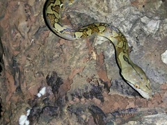 Malayopython reticulatus