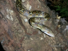 Malayopython reticulatus