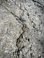 Tantilla hobartsmithi