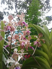Vanda tricolor