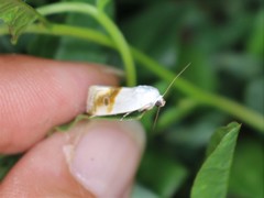 Ponometia virginalis