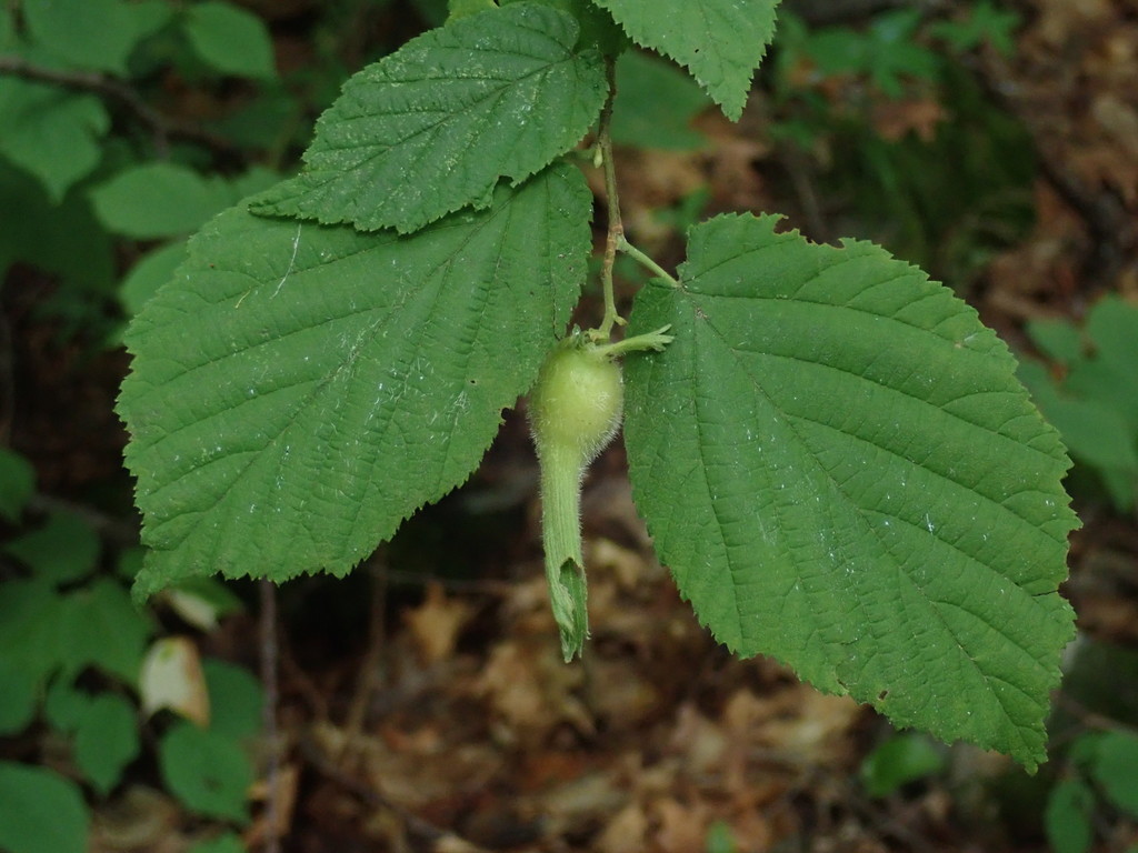 Corylus cornuta
