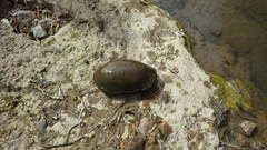 Kinosternon sonoriense